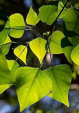 流血的心树,homalanthus populifolius,树