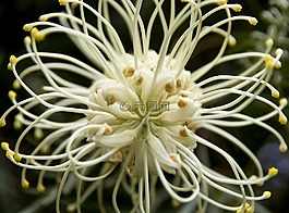 红花银月光,grevillea,花