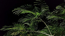 夜,樹,葉子