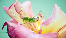 螽斯,玫瑰,花