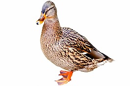 鳧,鴨,水