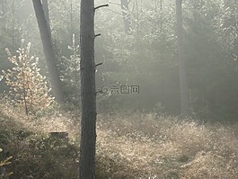 林,森林的地面,朦朧