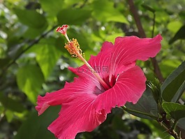 槿,花卉,生活