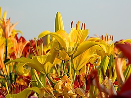 百合花,鲜花,领域的鲜花