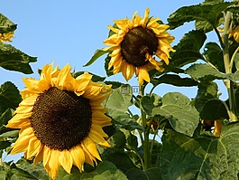太陽花,太陽,夏季