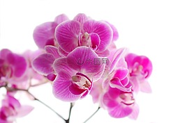 蘭花,phaleonopsis,藝術(shù)