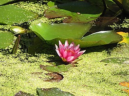 禮來公司,自然,花