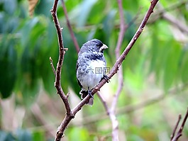 小鳥,鳥,性質(zhì)