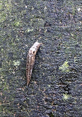 蝸牛,蛞蝓,tigerschnegel
