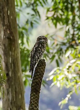 大理石frogmouth,podargus紅魚,鳥