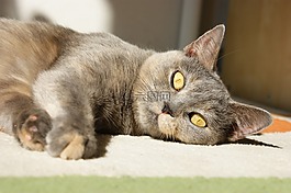 猫,可爱,猫的
