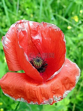 红色的杂草,红,细节