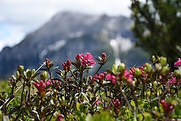 高山玫瑰,白雪皑皑的原野,山松