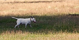 斗牛犬,狗,小獵犬
