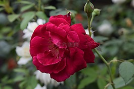 紅色,玫瑰,花