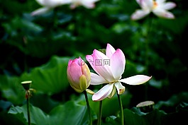 蓮花,鮮花,自然