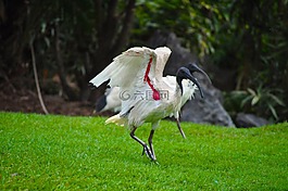 鳥,野生動物,澳大利亞的宜必思酒店