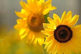 向日葵,鮮花,黃色