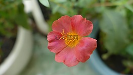 大花马齿苋,花,越南