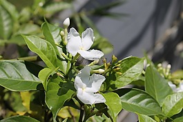 越南花,熱帶花卉,海鮮花