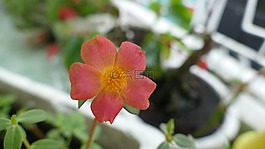 大花马齿苋,花,越南