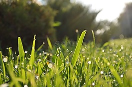 草,花園,草坪