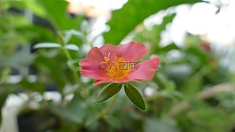 大花马齿苋,花,越南