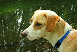 狗,動物,注意