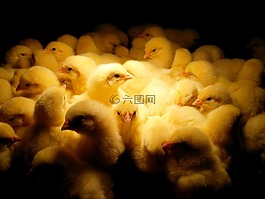 雞,動物,鳥