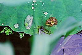 青蛙,風(fēng)箏,水