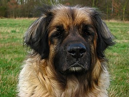 狗,leonberger,动物
