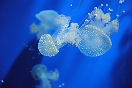 海蜇,海洋,海