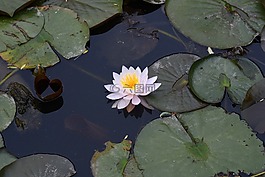 蓮花,seokhwachon,一花獨(dú)放