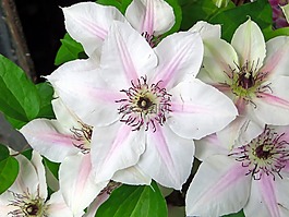 铁线莲,renonculacée,白花