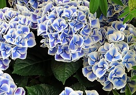 繡球花,藍(lán)色,marginé