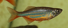 魚,多彩,動物