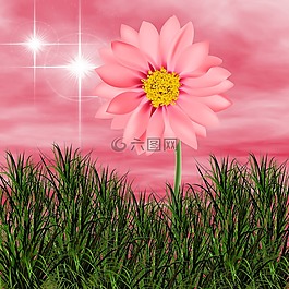 花,性質(zhì),夏天