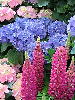 羽扇豆,繡球花,花