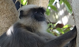 灰葉,猴子,動物