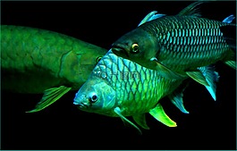 魚(yú),海,meeresbewohner