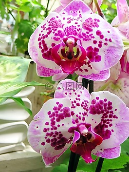 phanaelopsis,兰花,蝴蝶的兰花