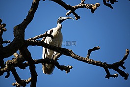 悉尼,皇家,鳥