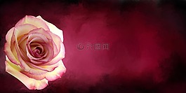 玫瑰,花,廠