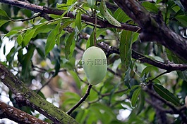 芒果,綠色,水果