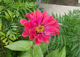 花,蜜蜂,粉紅色