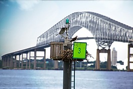 鳥,水,橋