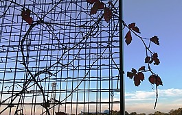城市,天空,藤