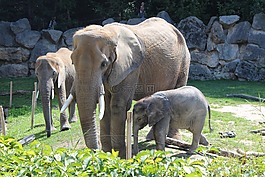 象,動(dòng)物園,非洲