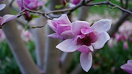 花,植物區(qū)系,自然