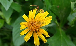 蜘蛛,花,黄色